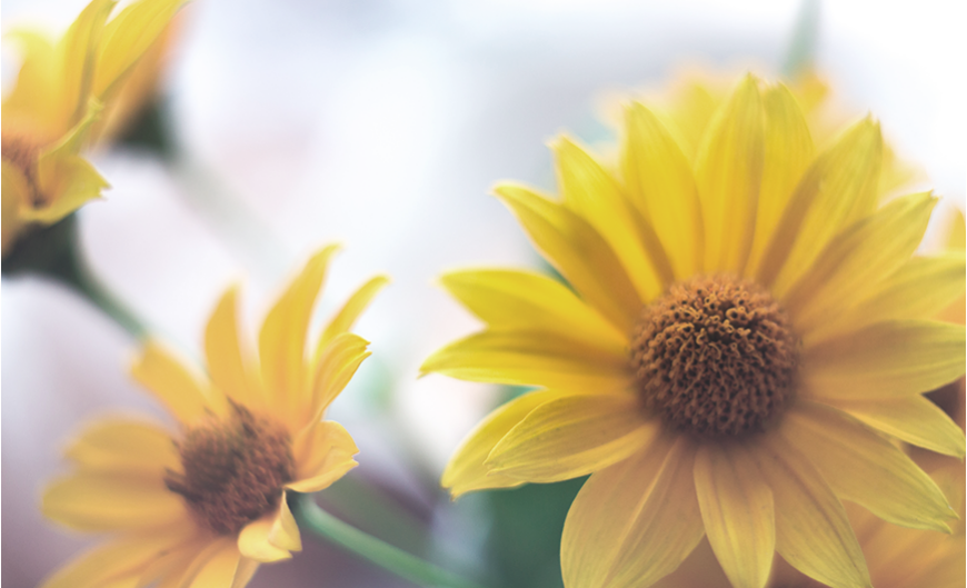 10 ok, amiért a körömvirág igazi örömvirág